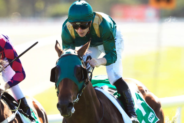 CREATOR winning the Tab Clarendon Stakes during the Hawkesbury Gold Cup Day at Hawkesbury Race Club in Sydney, Australia.