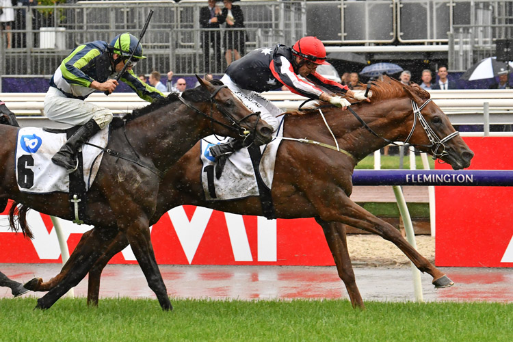 Dalasan winning the Network 10 Carbine Club Stakes