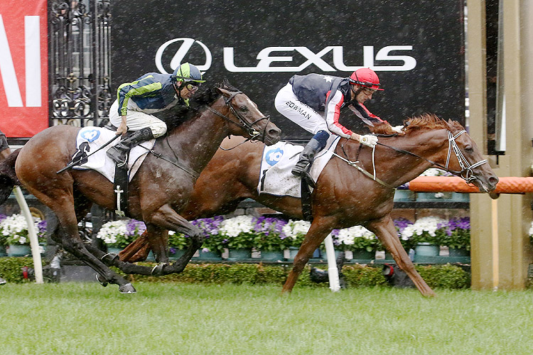 Dalasan winning the Network 10 Carbine Club Stakes