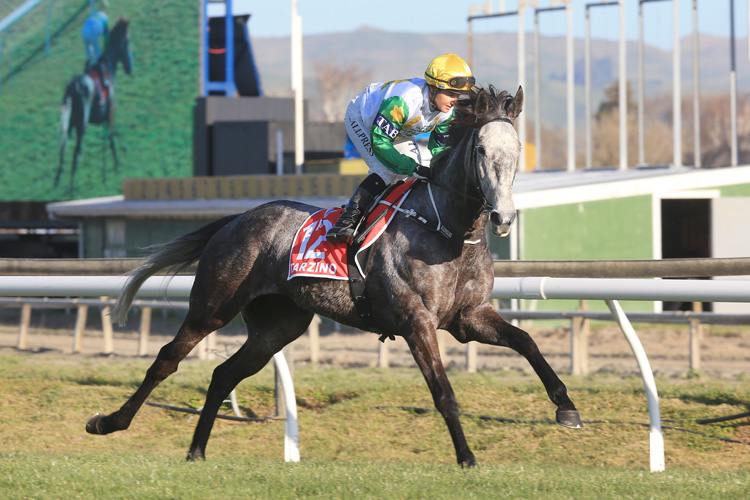 Danzdanzdance will head to Australia after finishing fifth in the Gr.1 Tarzino Trophy (1400) at Hastings on Saturday.