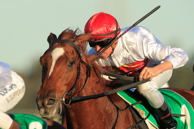 DECROUX winning the Coniston (Bm64) during racing at Kembla Grange in Wollongong, Australia.