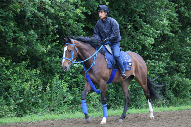 Deidre during track work session at Royal Ascot in Newmarket, England.