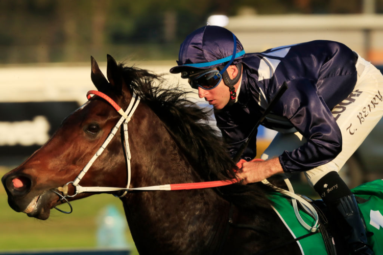 DESERT LORD winning the So You Think Hall Of Fame Handicap during Sydney Racing at Rosehill Gardens in Sydney, Australia.