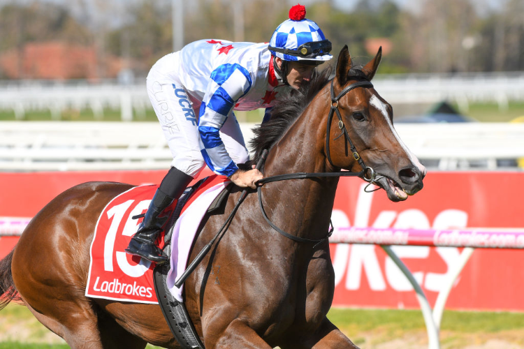 DIVANATION running in the Bill Collins Race at Caulfield in Melbourne, Australia.