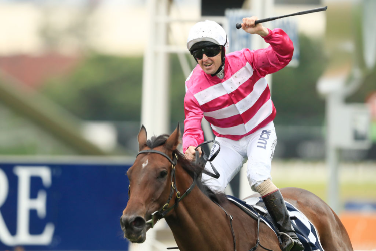 DIXIE BLOSSOMS winning the Coolmore Classic during Sydney Racing at Rosehill Gardens in Sydney, Australia.