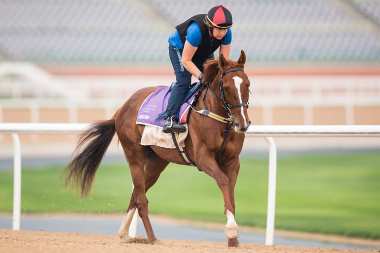 Dolkong trotted over the Meydan dirt track.