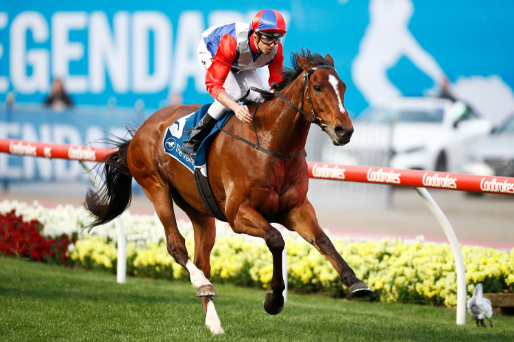 DOUBLE YOU TEE winning the The Westin Melbourne Hcp at Mooney Valley in Melbourne, Australia.