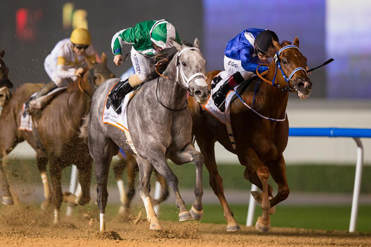 DRAFTED (grey) takes on IBN MALIK (right) and four others in the $200,000 Al Shindagha Sprint (G3) (Dubai Racing Club|Erika Rasmussen)
