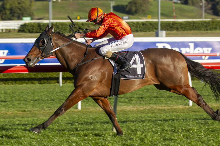 Dreamforce winning the Harvey Norman Tramway Stakes