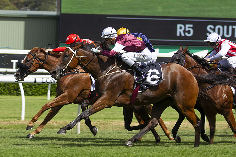 Eckstein winning the Southern Cross Stakes