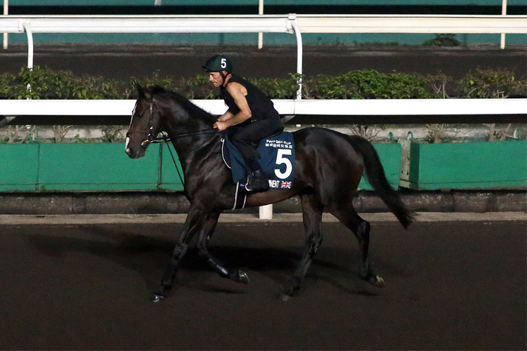 EMINENT was seen during the trackwork session in Hong Kong.