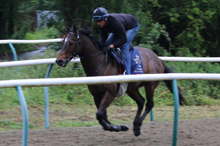 Enzo's Lad during track work sessions at Royal Ascot in Newmarket, England.