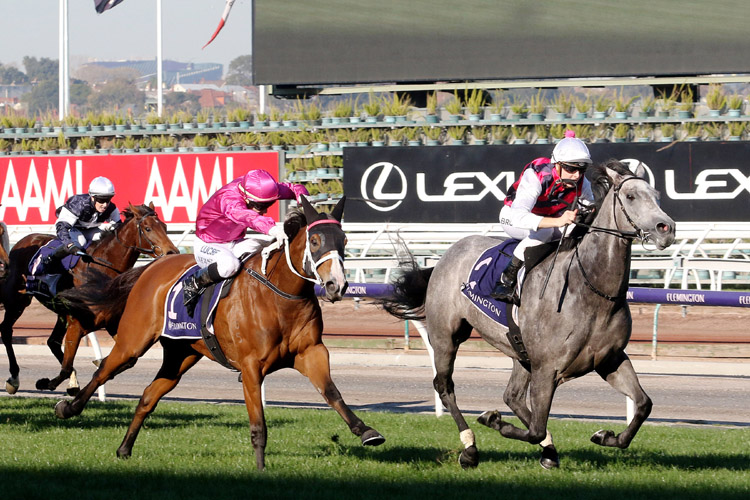 Sure Knee chases Fidelia in hot time at Flemington.