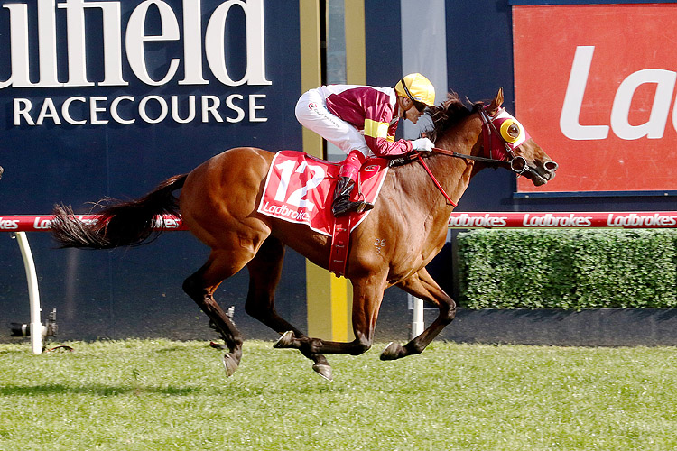 Fierce Impact winning the Lamaro's Hotel Toorak Hcp