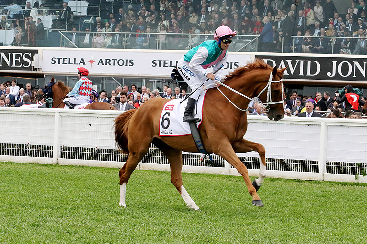 FINCHE prior to, running in the Stella Artois Caulfield Cup.