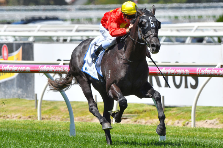 GLOBAL EXCHANGE winning the Autumn Classic during the Blue Diamond Stakes Day at Caulfield in Melbourne, Australia.