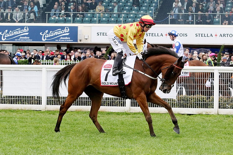 Gold Mount prior to, running in the Stella Artois Caulfield Cup