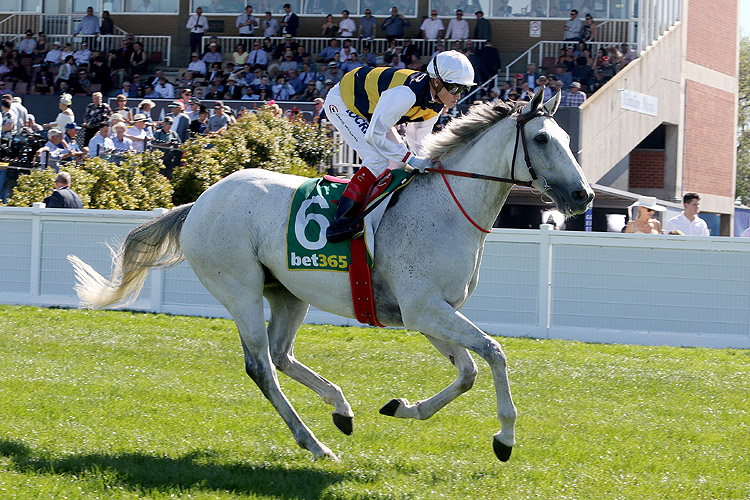 Grey Lion prior to, running in the Bet365 Geelong Cup