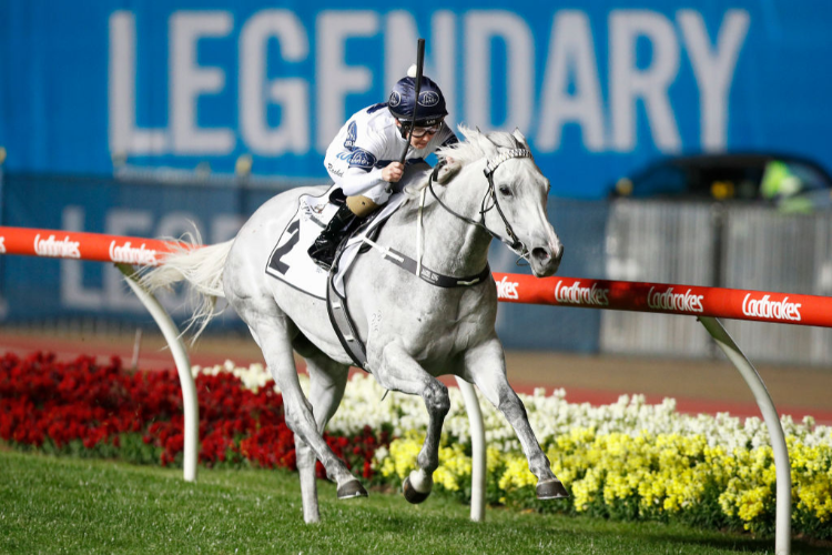 GREYSFUL GLAMOUR winning the Seppelt Wines Hcp at Mooney Valley in Melbourne, Australia.