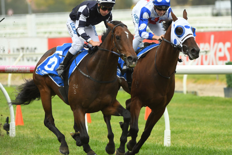 GRINZINGER STAR winning the Tile Importer Hcp during Melbourne Racing at Caulfield in Melbourne, Australia.