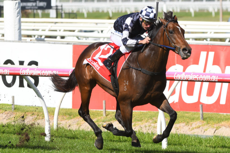 GRINZINGER STAR winning the Bill Collins (Bm78) Handicap during the Easter Cup Races at Caulfield in Melbourne, Australia.