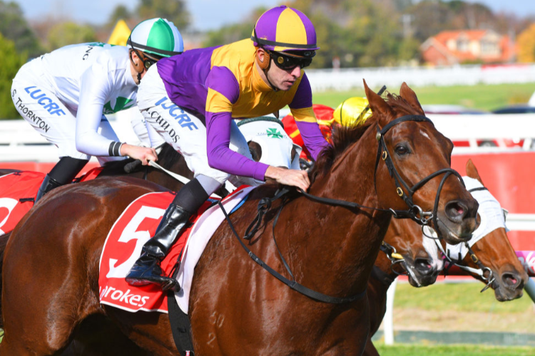 GUIZOT winning the Ian Miller Hcp during Melbourne Racing at Caulfield in Melbourne, Australia.