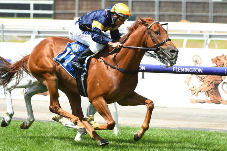 HANG MAN winning the Furphy Ale (Bm90) Handicap during Melbourne Racing at Flemington in Melbourne, Australia.