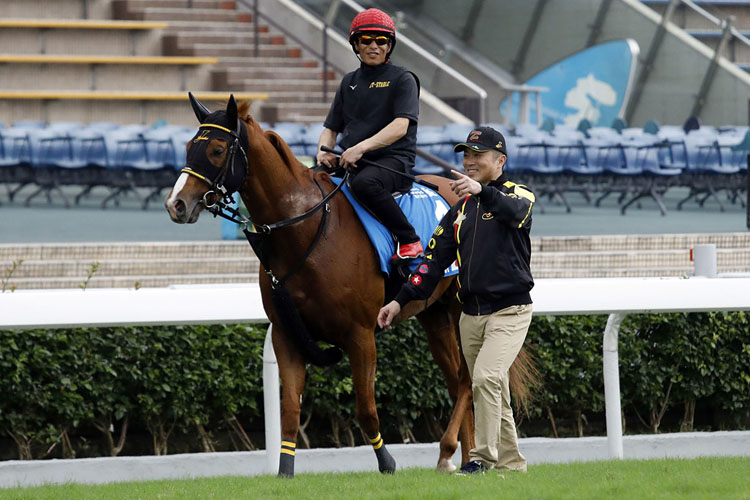 Happy Grin returns from his work on the turf at Sha Tin with trainer Junji Tanaka.