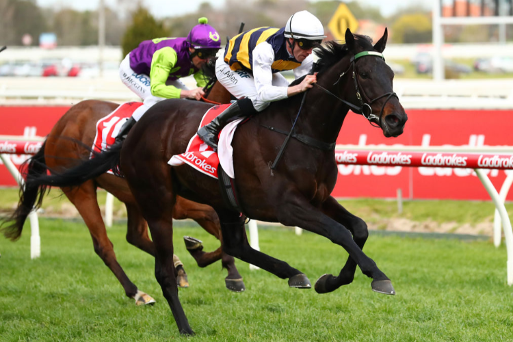 HARBOUR VIEWS winning the Bass Strait Beef Handicap during Underwood Stakes Day at Caulfield in Melbourne, Australia.