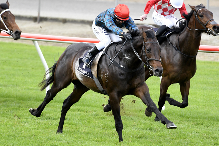 Harlech winning the Waharoa Transport Co. Mdn