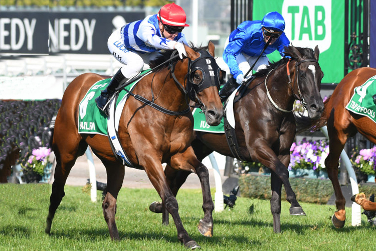 HARLEM running in the Tab Australian Cup during Melbourne Racing at Flemington in Melbourne, Australia.