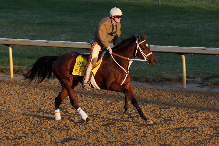 HAVRE DE GRACE during morning workouts for the upcoming Breeders' Cup World Championships at Churchill Downs in Louisville, Kentucky.