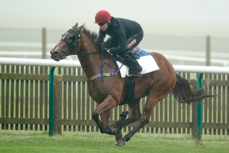 HOUTZEN running on the Rowley Mile in Newmarket, England.