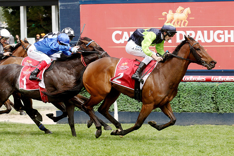 Humma Humma winning the Carlton Draught Alinghi Stakes