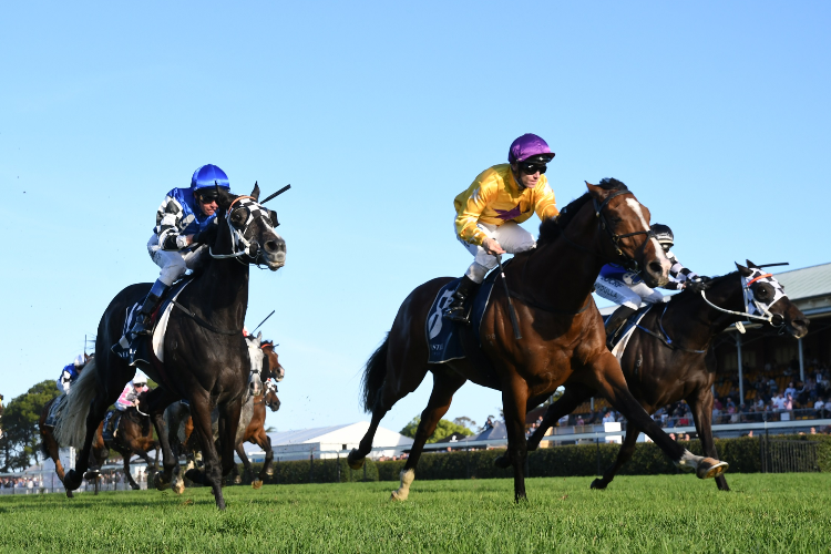 HUSH WRITER winning the Sharp Newcastle Gold Cup.