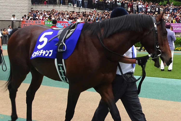 Indy Champ winner of 2019 Yasuda Kinen