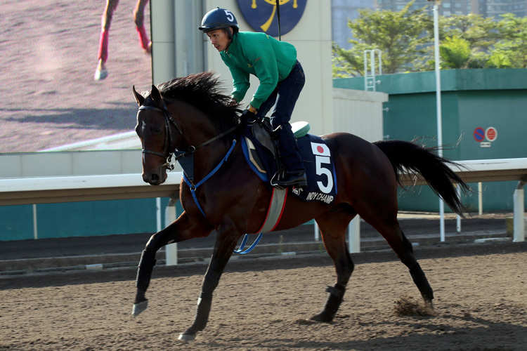 INDY CHAMP - Monday track work for Hong Kong Mile