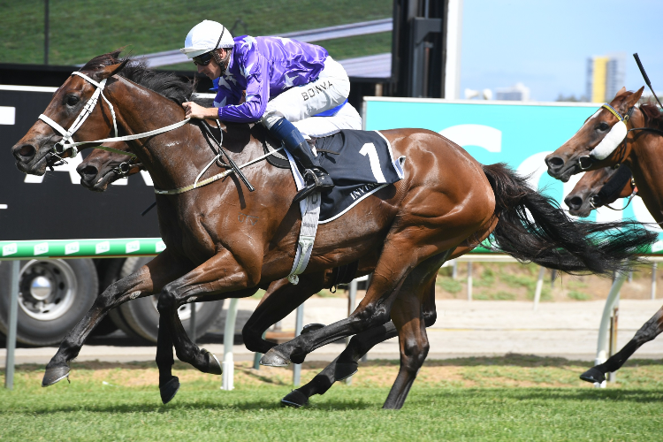 INVINCIBELLA winning the Moet & Chandon Magic Millions F&m.