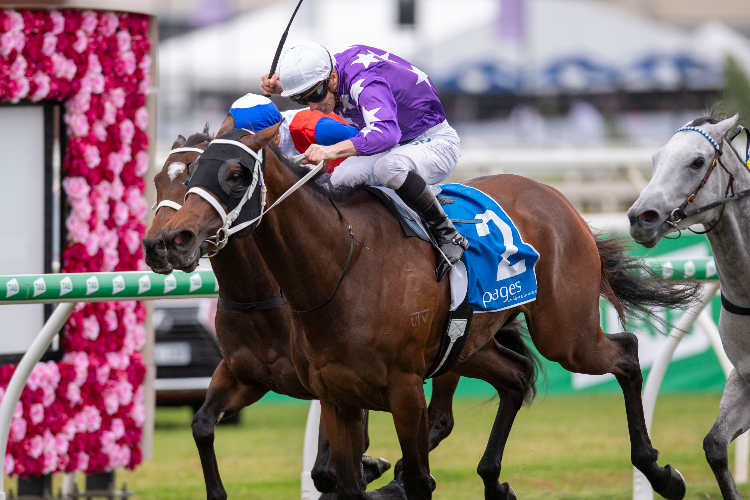 INVINCIBELLA winning the Dane Ripper Stakes.