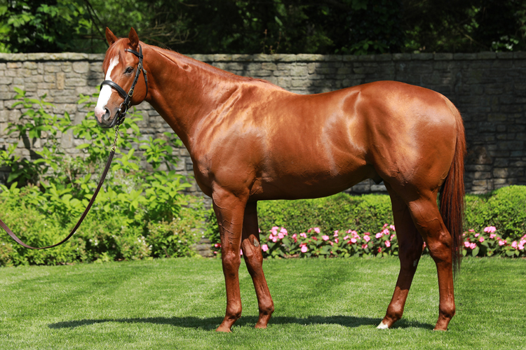 <p>Justify, sire of the €2.3m colt from Arqana.</p>