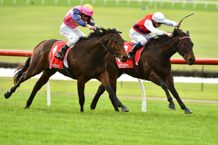 KING OF HASTINGS running in the Ladbrokes Park Handicap at Sandown Lakeside in Melbourne, Australia.