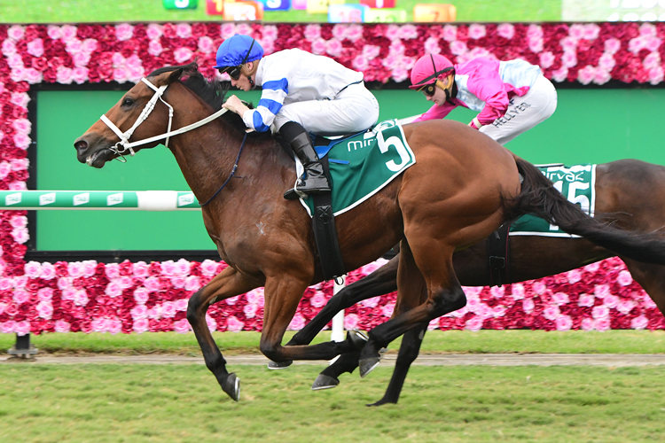 Kolding winning the Ascot Green Queensland Guineas