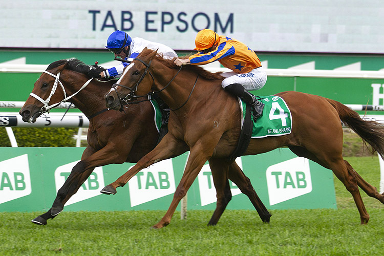 Kolding winning the Tab Epsom