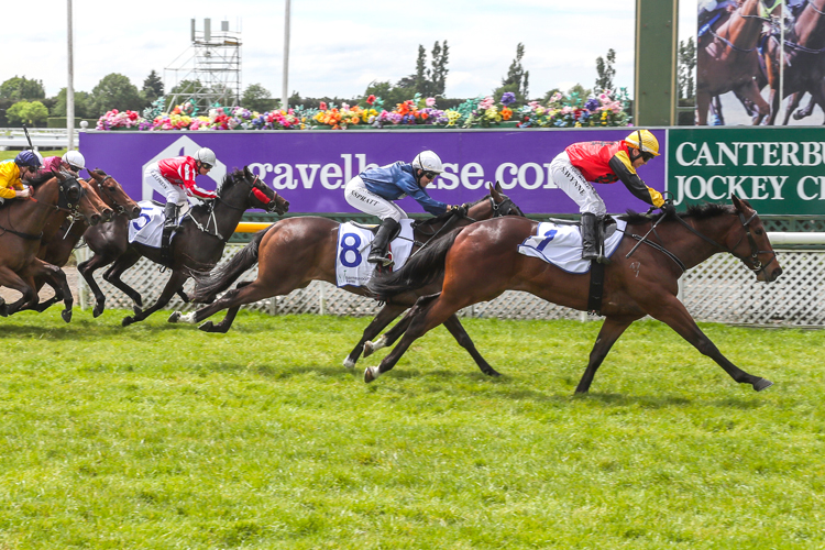 La Romanee winning the Barneswood Farm Welcome Stakes