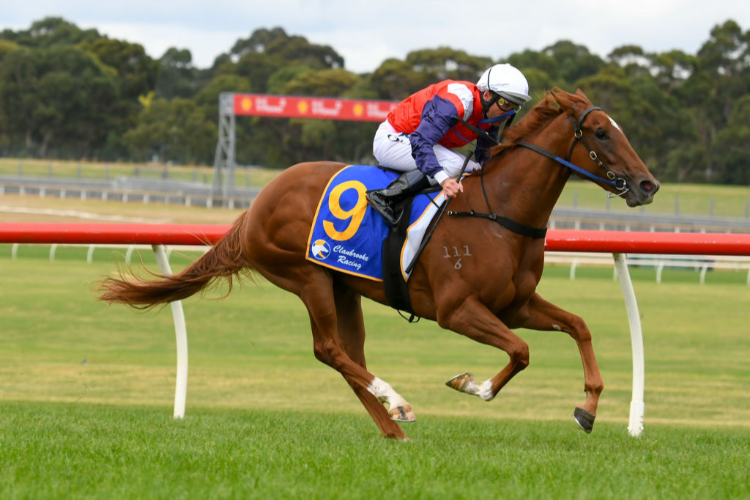 LADY LUPINO winning the Clanbrooke Racing Hcp during Melbourne Racing at Sandown Hillside in Melbourne, Australia. LADY LUPINO winning the Clanbrooke Racing Hcp during Melbourne Racing at Sandown Hillside in Melbourne, Australia.