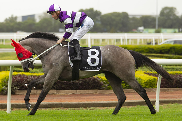 Lucicello running in the Widden Stakes