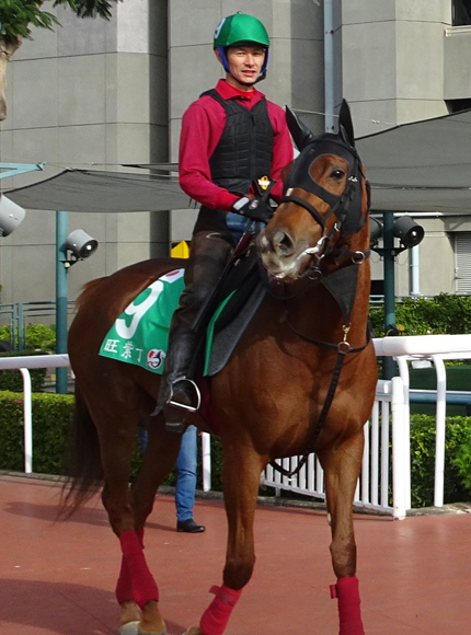 Lucky Lilac - 2019 HKIR