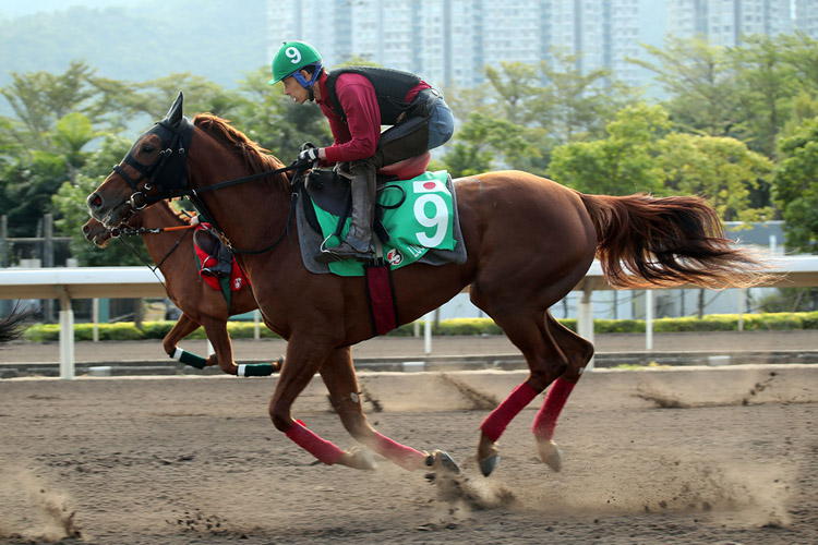 Lucky Lilac works at Sha Tin this week.