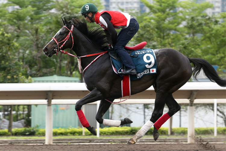 LYS GRACIEUX was seen during the trackwork session on Champions Day in Hong Kong.