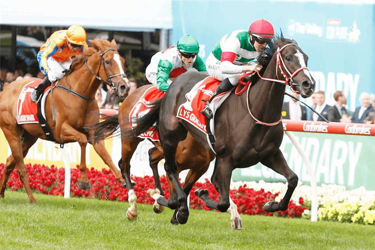 Castelvecchio finishing second behing Lys Gracieux in the Cox Plate at Mooney Valley